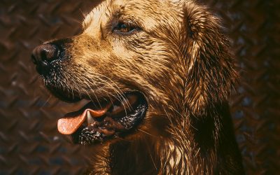 Lorem ipsum dolor sit amet, consetetur sadipscing elitr, sed