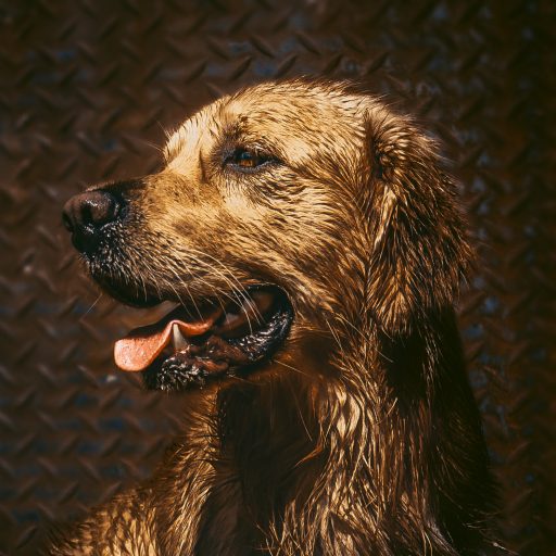 Aufzeichnung: Dein Hund - mein Hund - unser Hund