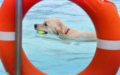 HUNDESCHWIMMEN IM UNDERBERG-FREIBAD