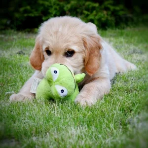 Aufzeichnung: Geh hier und geh da