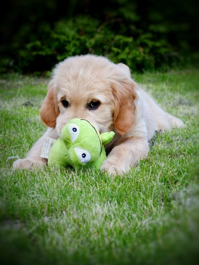 Aufzeichnung: Geh hier und geh da