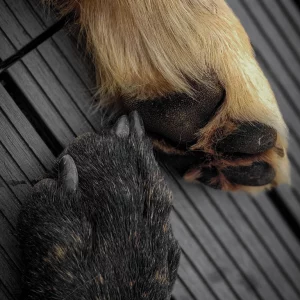 Webinar Live: Lorem ipsum dolor sit amet,