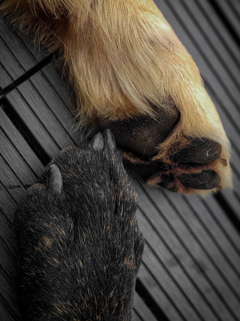 Mein Auslandshund Coach Chris