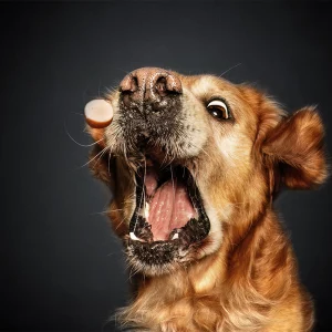 Individuelle Ernährungsberatung (Rundum-Sorglos)