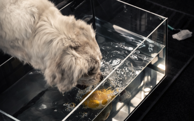 Hundekalender 2027 – Dein Hund ist gesucht